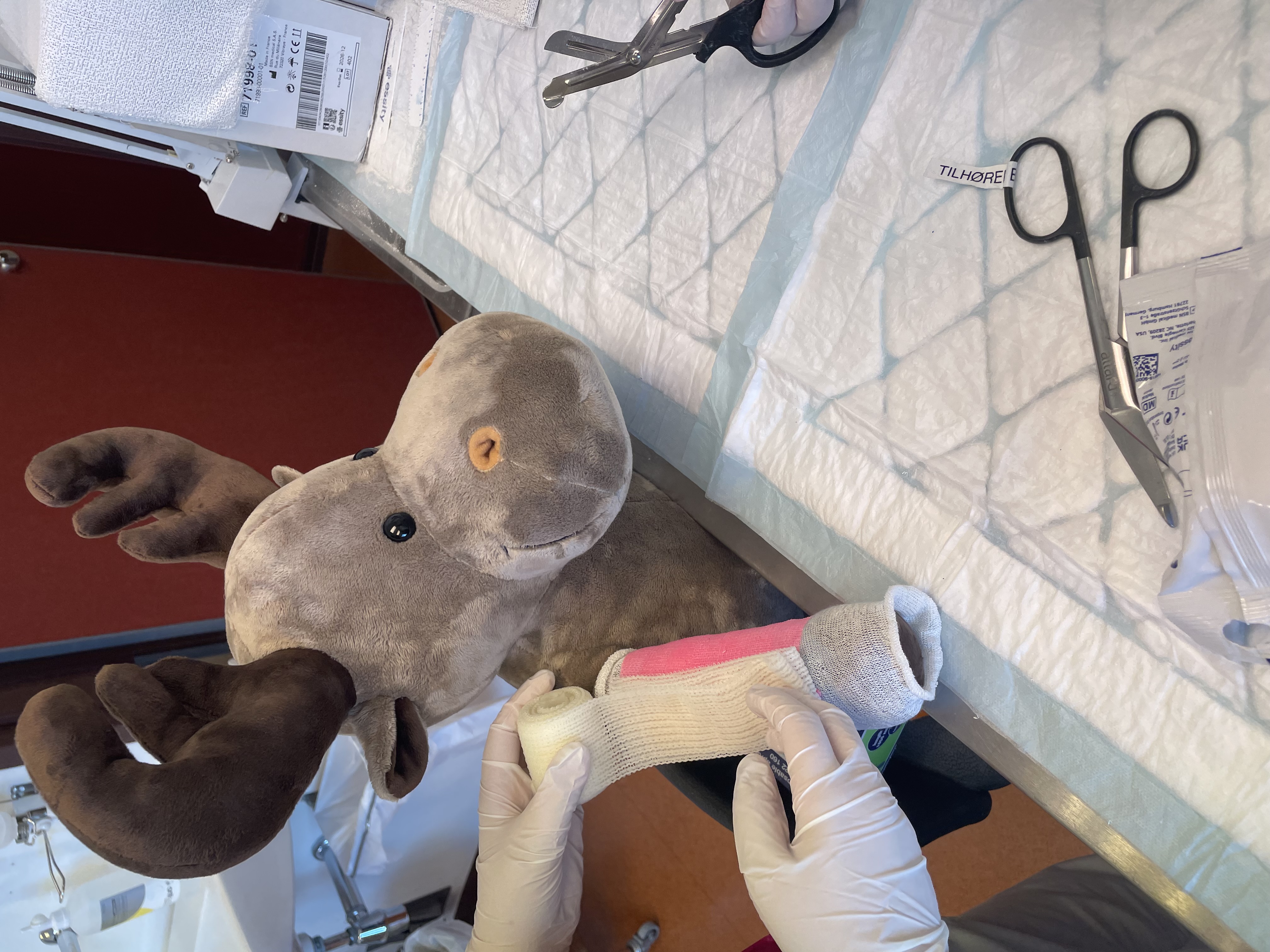 Et kosedyr får gips