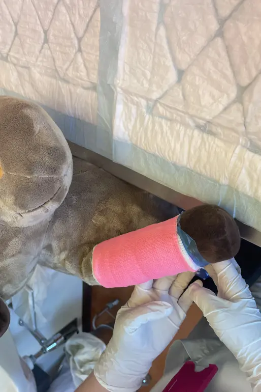 Et kosedyr med ferdig gips