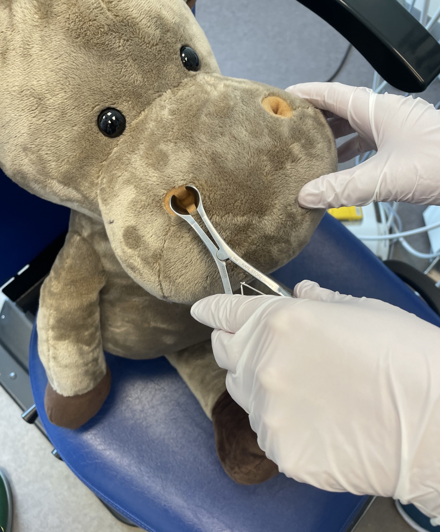 En person som ser i nesen til et kosedyr