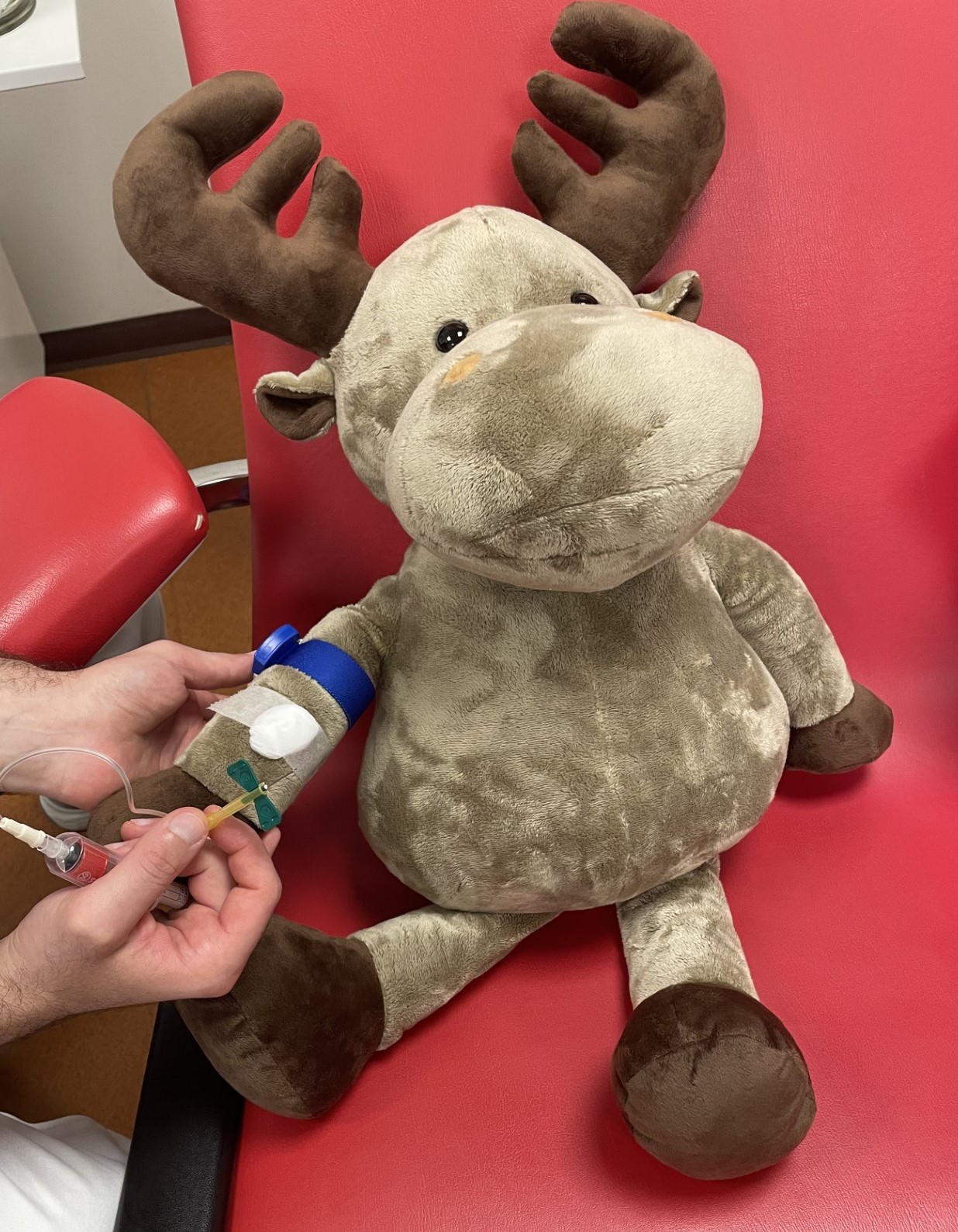 En person som holder er ferdig å ta bloprøver på et kosedyr