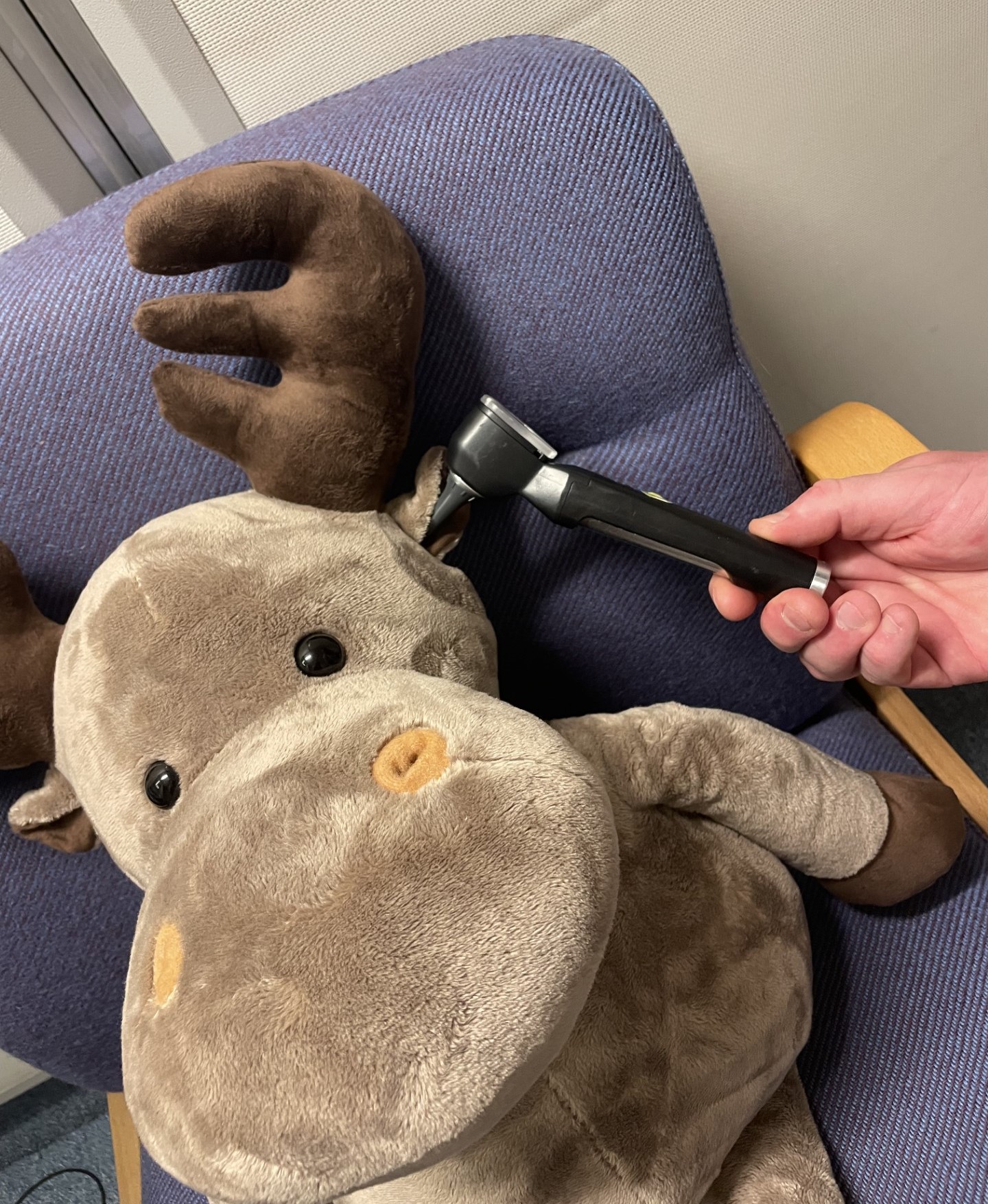 En person som holder et otoskop mot et kosedyr