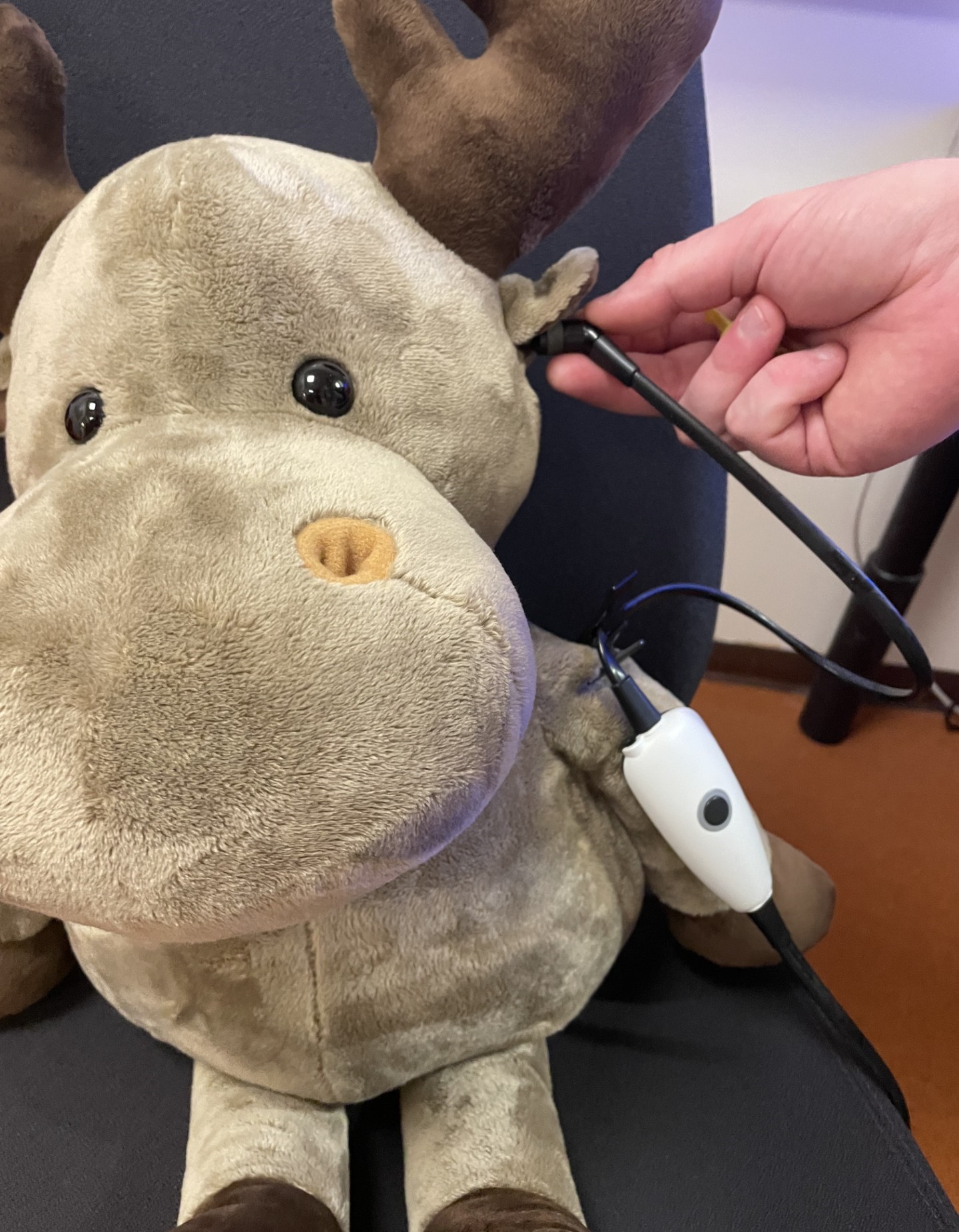 Kosedyr som tar hørselstest