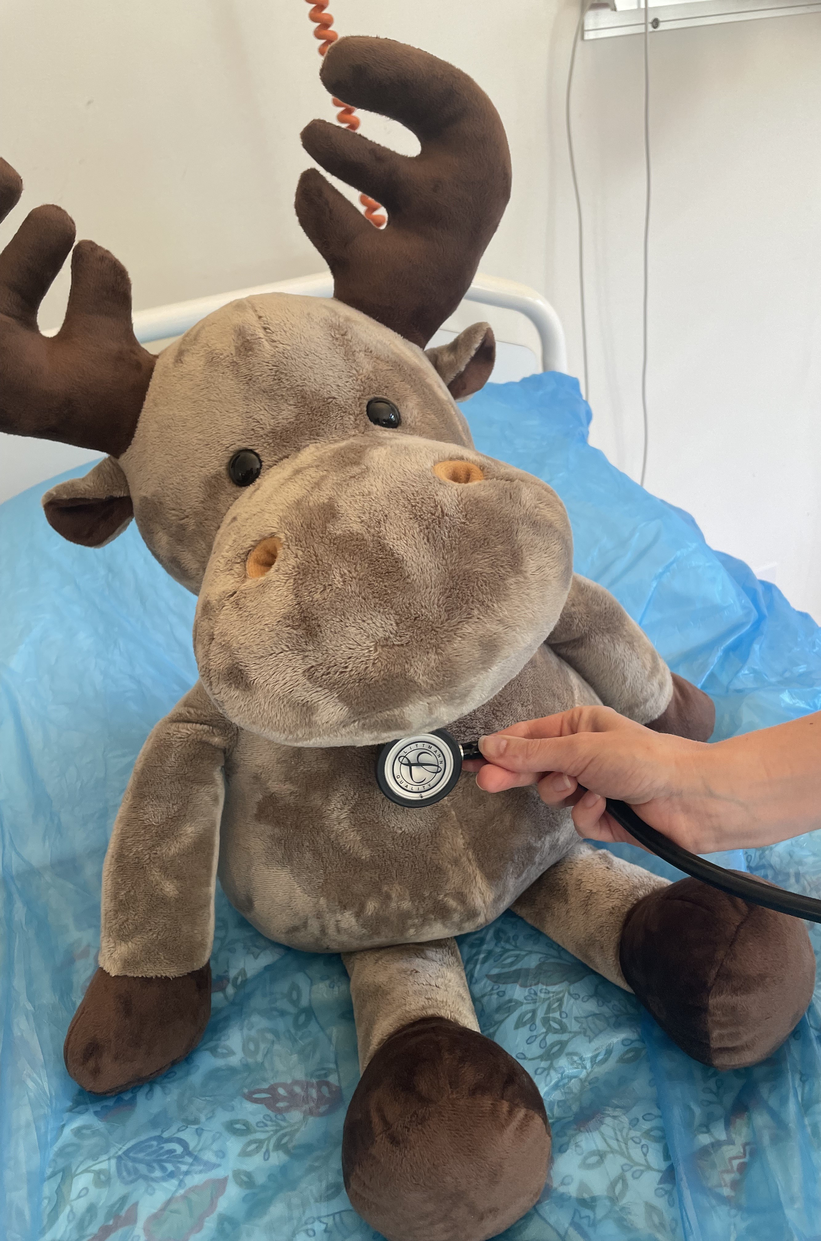 En person som holder et stetoskop mot et kosedyr