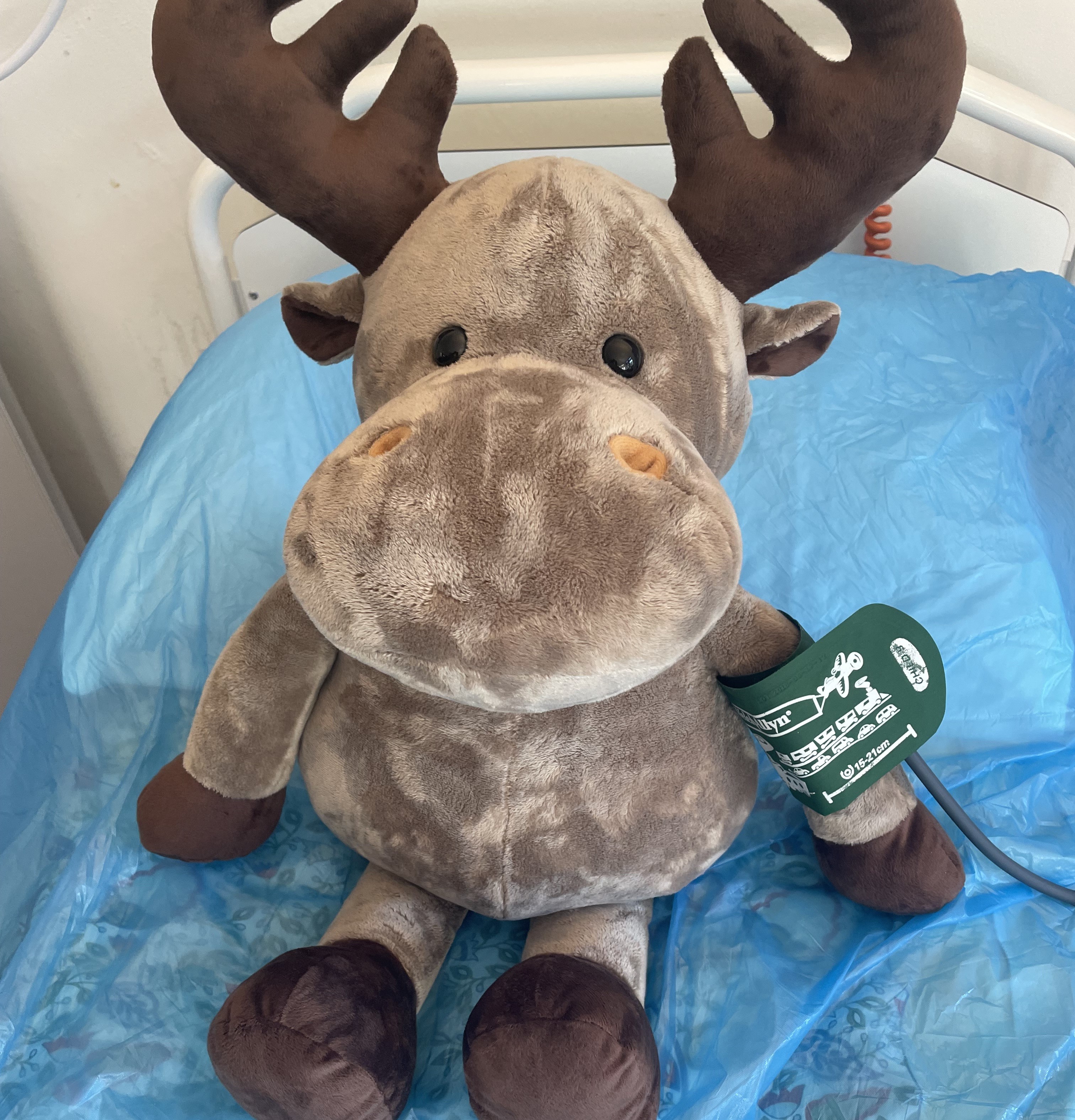 Et kosedyr tar blodtrykk