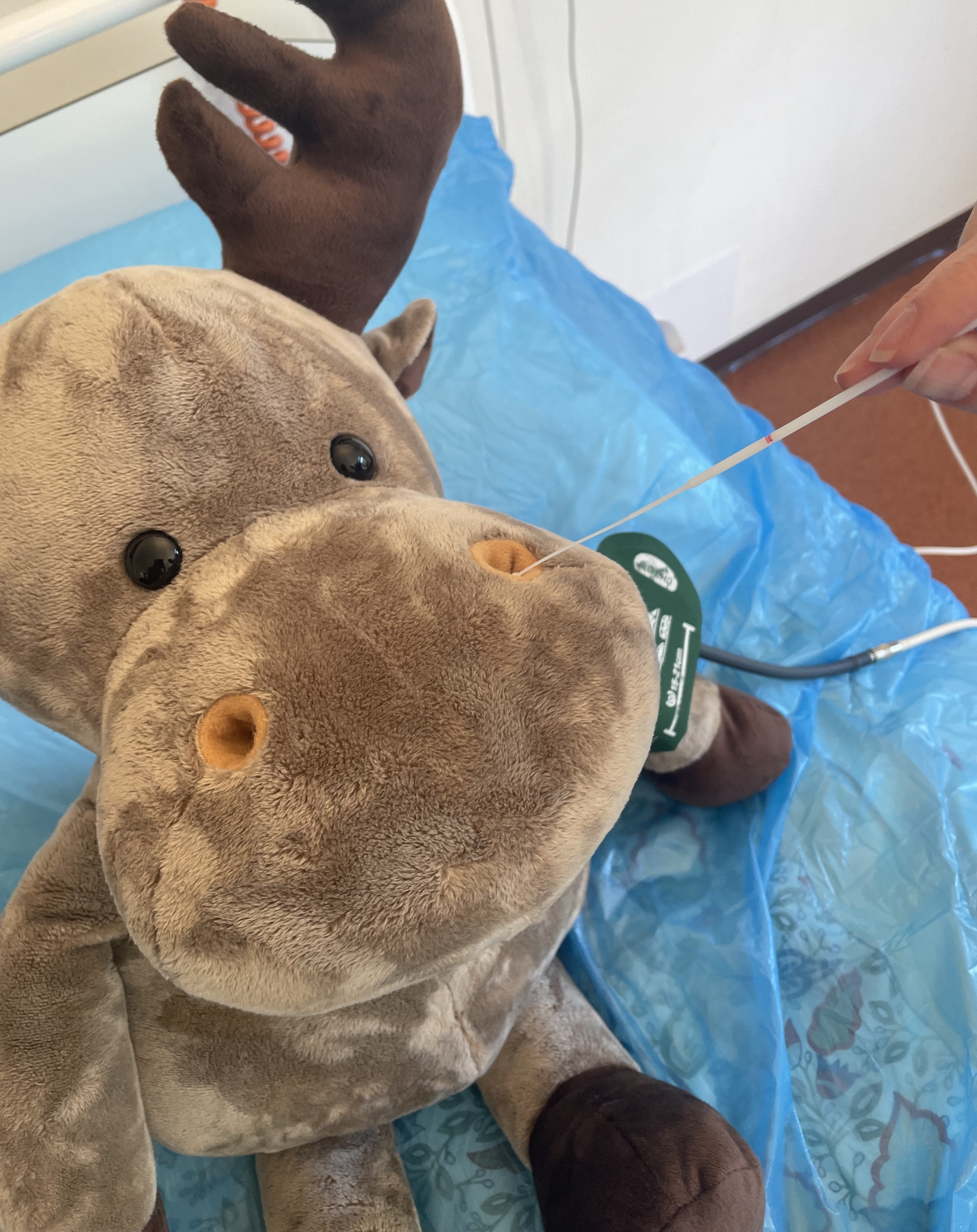 Et kosedyr som tar neseprøve