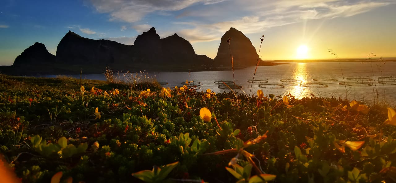 A field of flowers with a body of water and a mountain in the background