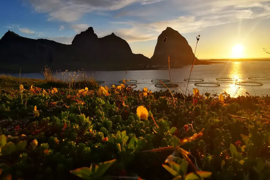 A field of flowers with a body of water and a mountain in the background