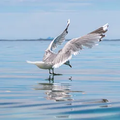 Hav og måse, kommunevåpen for Helgeland